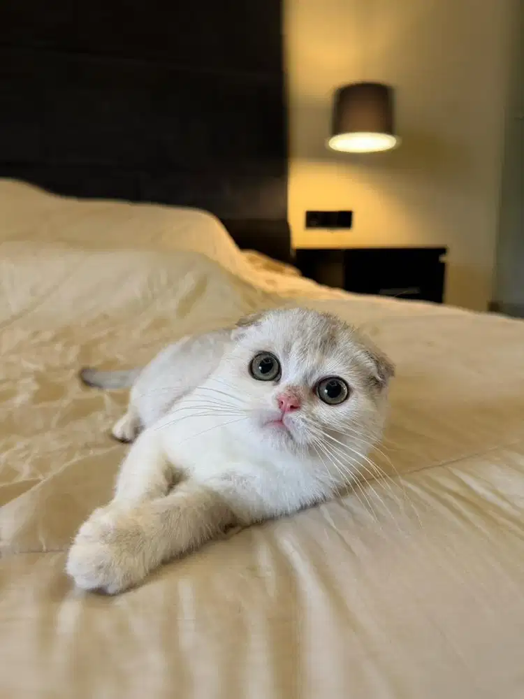 kucing scottish fold