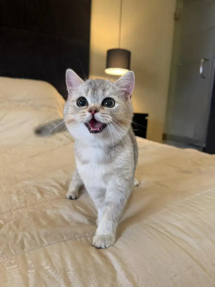 kucing british shorthair bsh