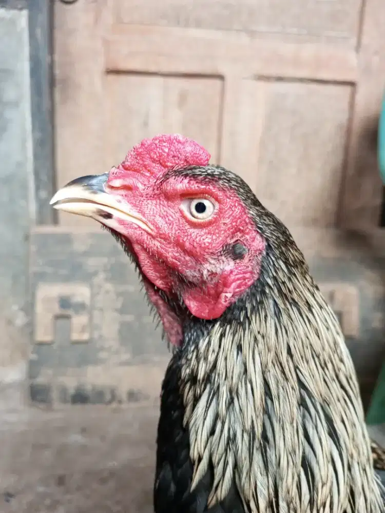 ayam bangkok mangon
