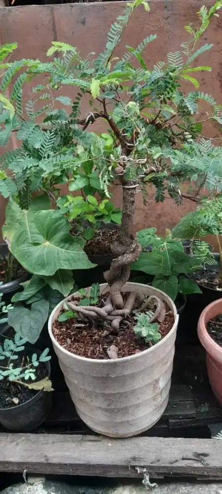 Jual bonsai Asem jawa