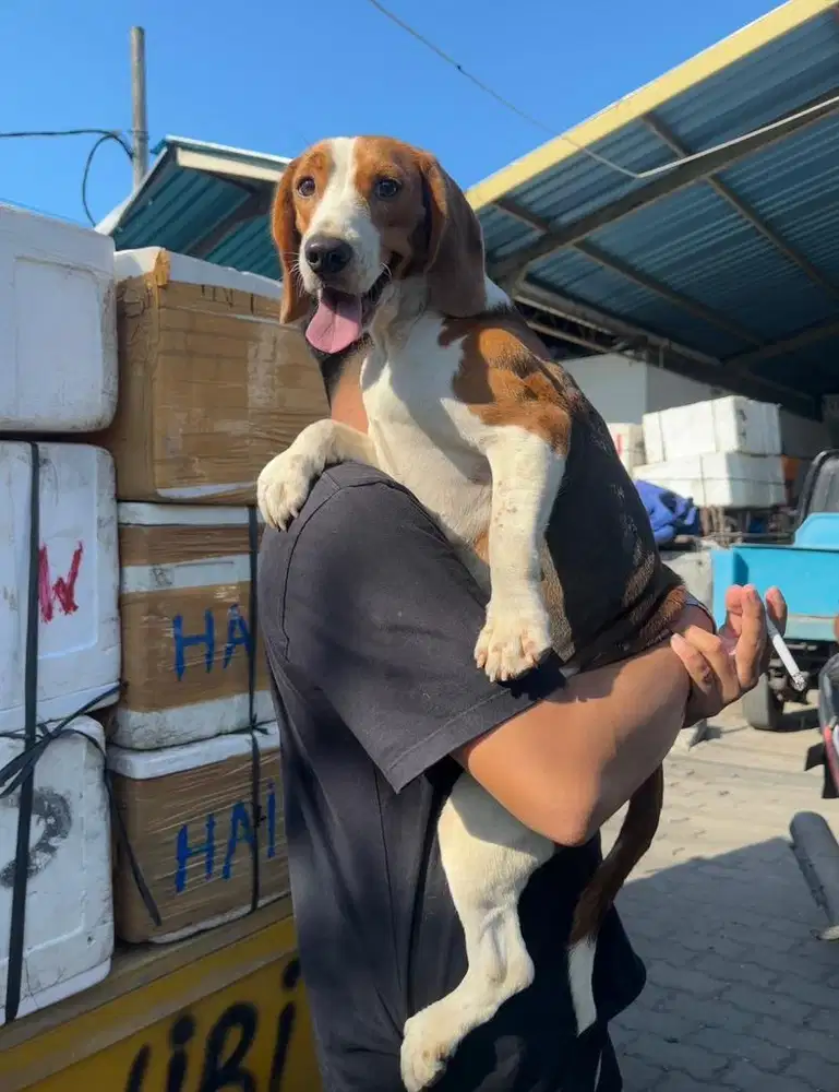 Anjing Beagle betina