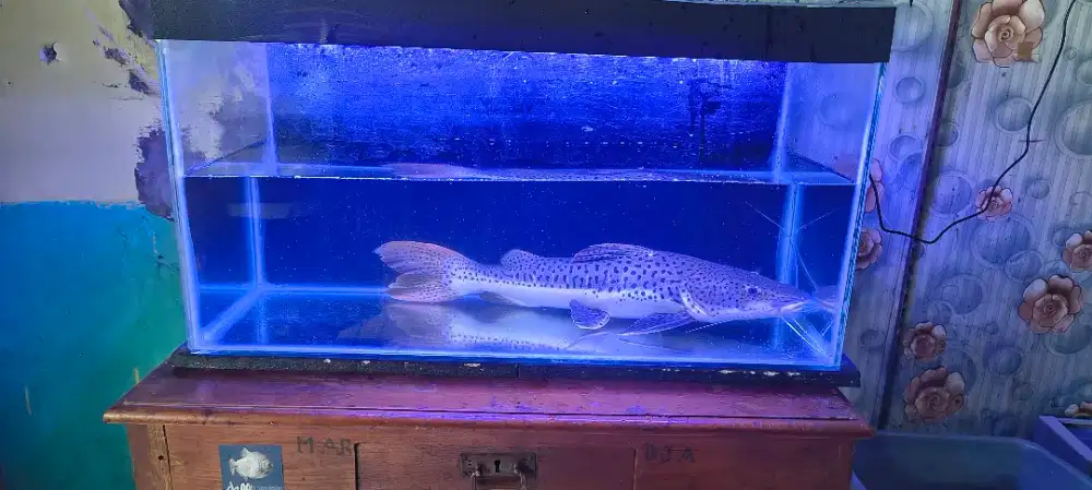 Ikan leopard dan patin albino