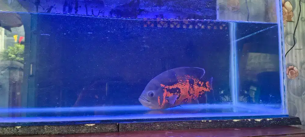 Ikan oscar tiger