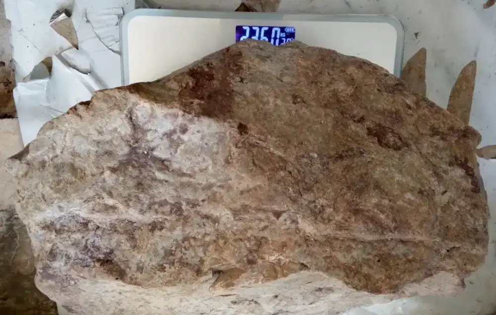 Rough sojol 23.6 kg