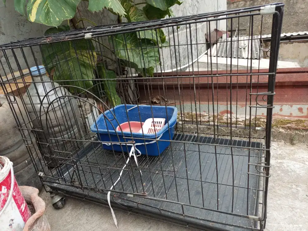 kandang kucing nego