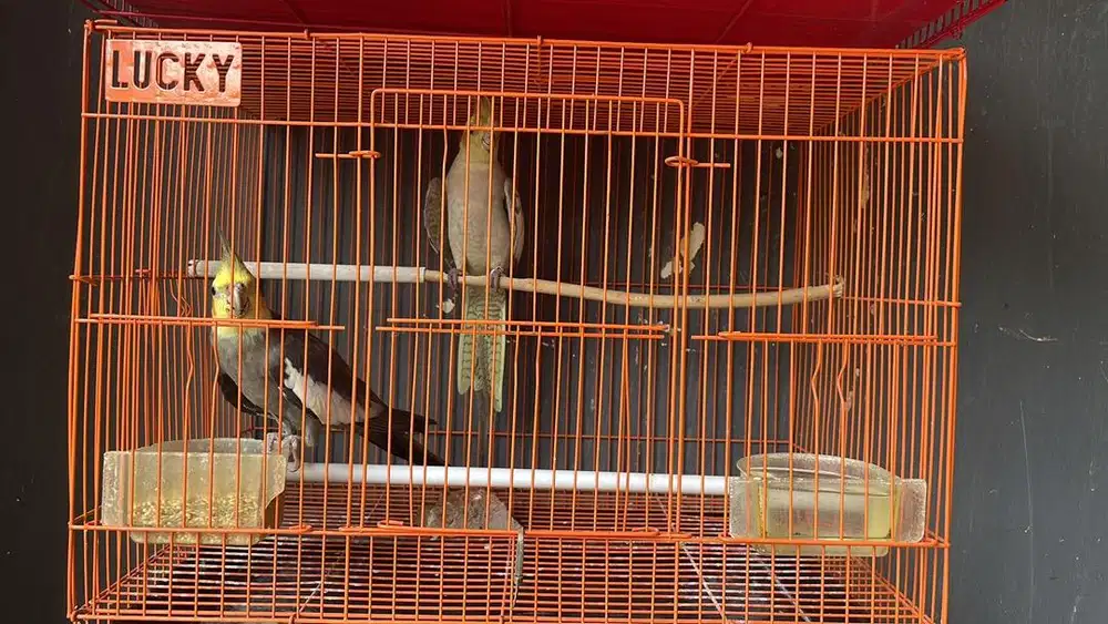 Falk parkit australia sepasang