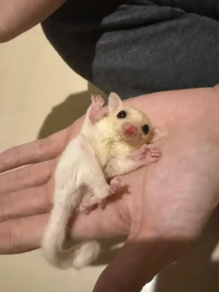 Jual Sugar Glider Leu