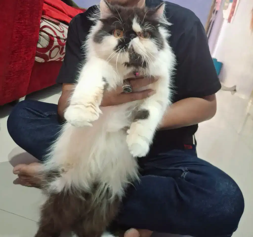 Kucing peaknose betina birahi terawat
