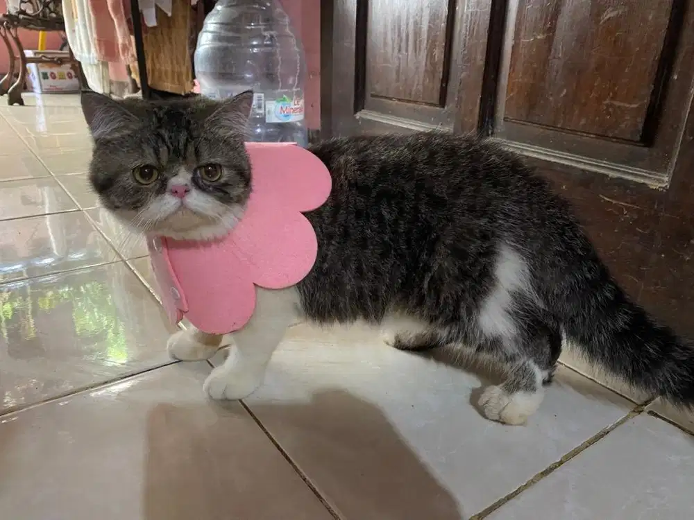 LA peaknose shorthair Jantan usia 10 bulan
