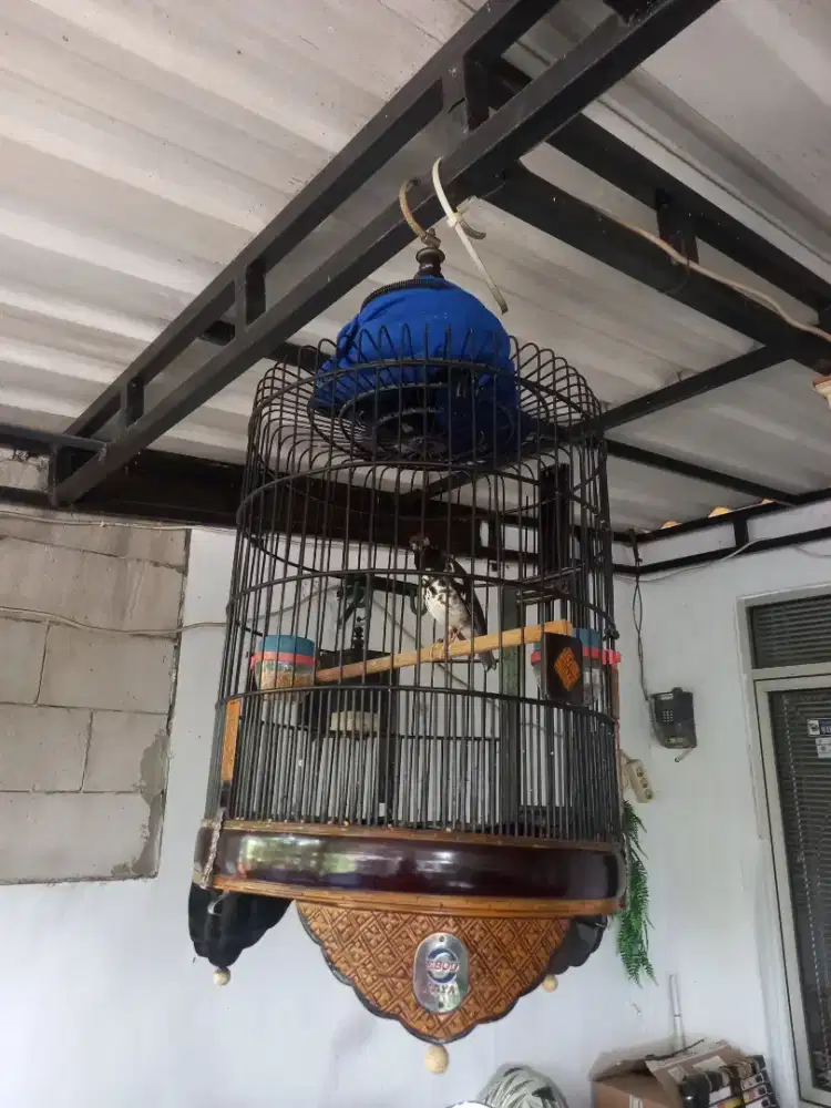 Burung Anis Kembang Ring Malang