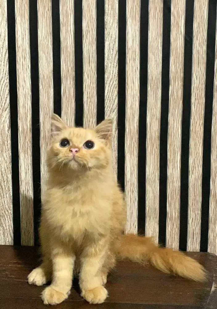 kucing persia jantan