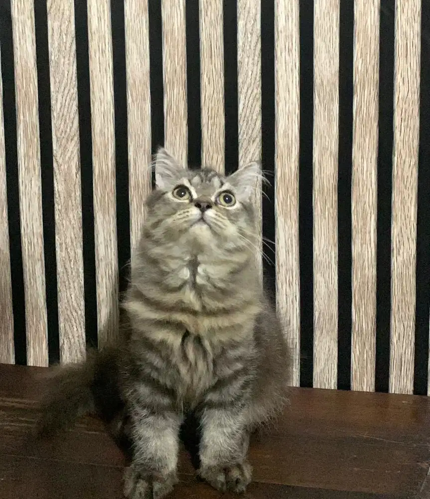 kucing persia marble jantan