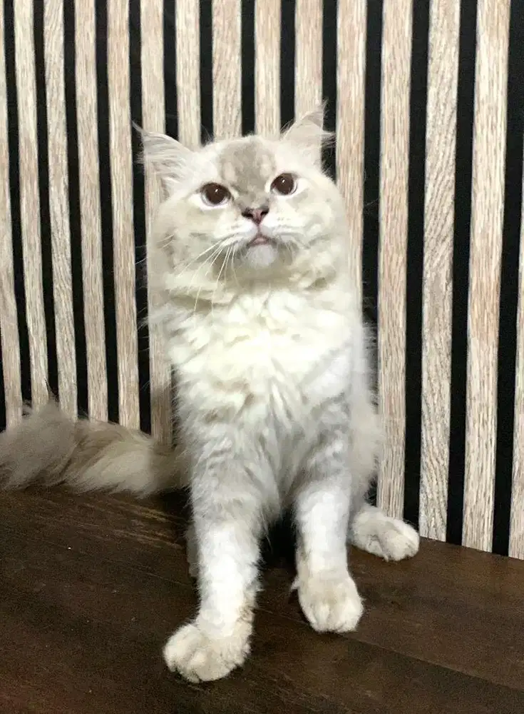 kucing persia dewasa