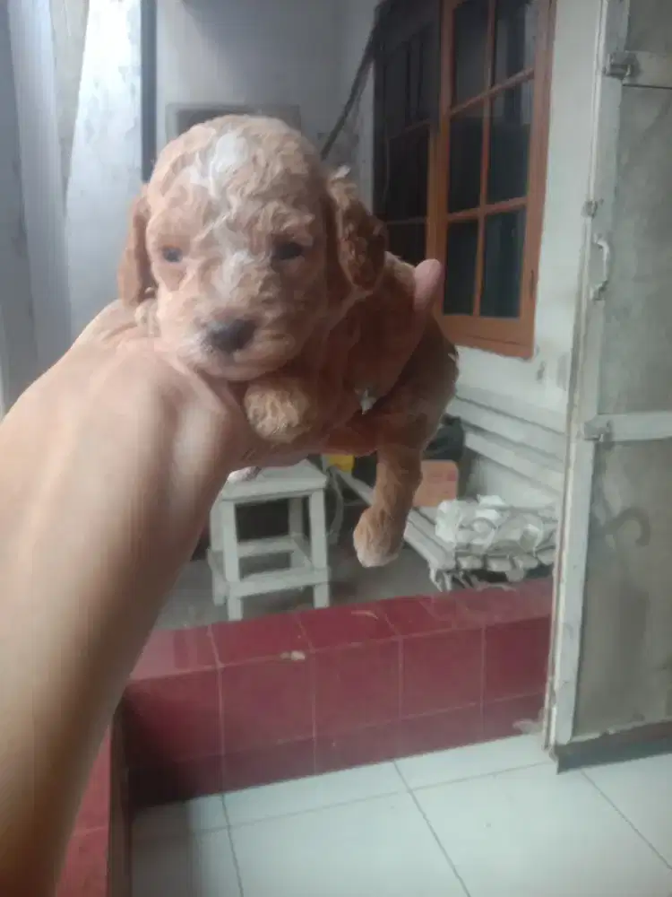 Anakan poodle jtn btn 4 Minggu