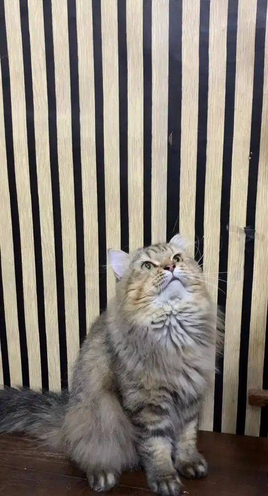 kucing persia dewasa gembul gemoy