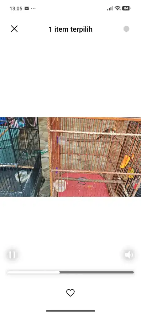 Cucak rowo rawa bekasi