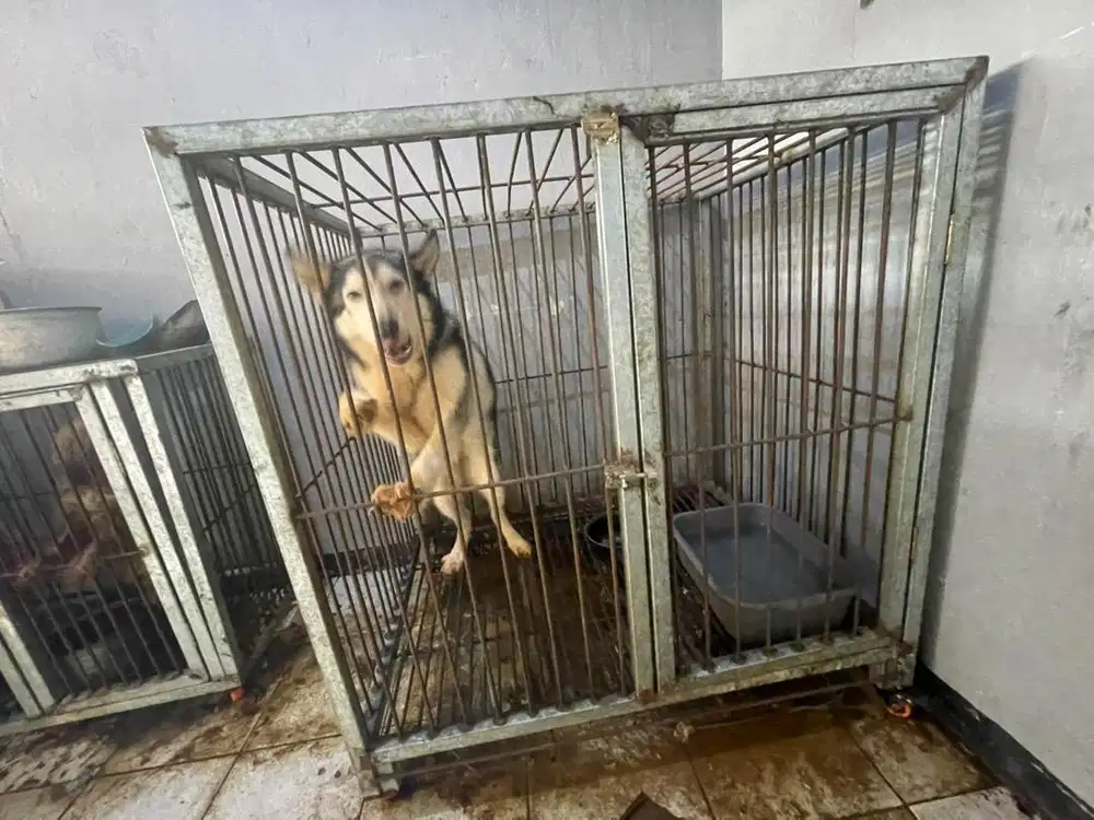 kandang anjing 2,5