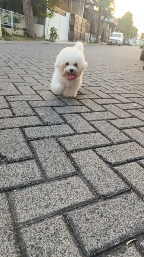 Jual Tiny Bichon Frise Female