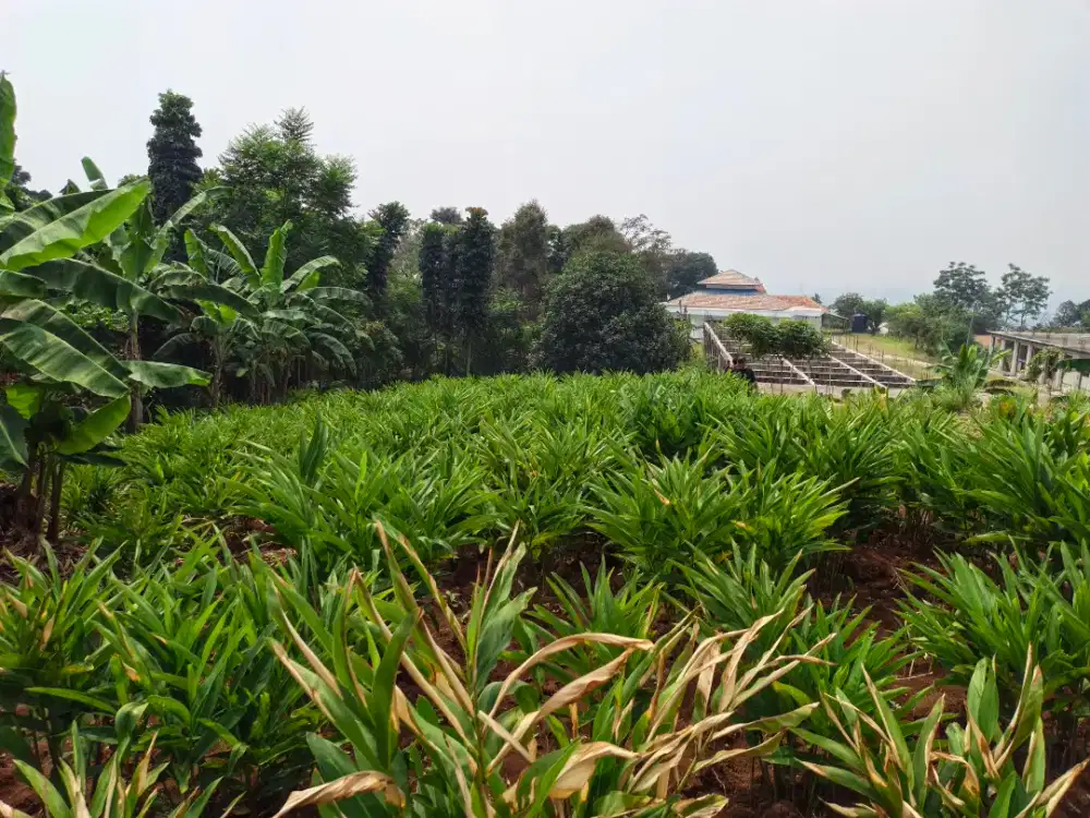 Di jual murah lahan produktif 2hektar