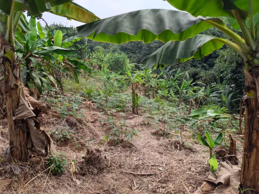 Di jual murah lahan produktif