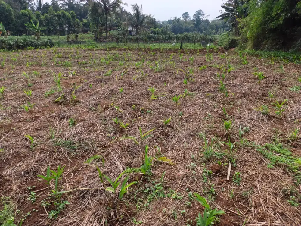Di jual murah lahan datar produktif