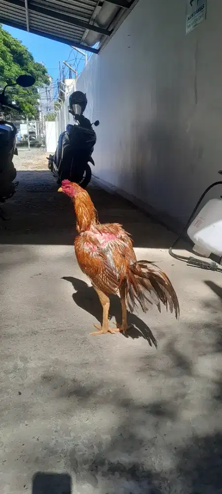 Ayam jenis pakoy