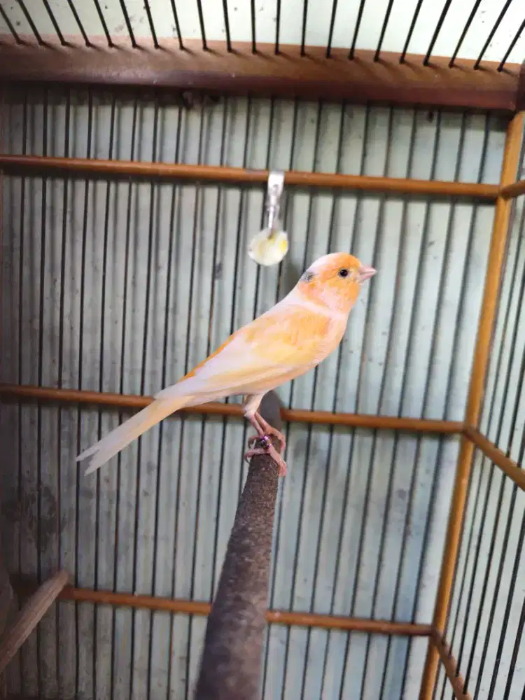 Kenari jantan Lokal Gacor Ring Queen Bird Malang