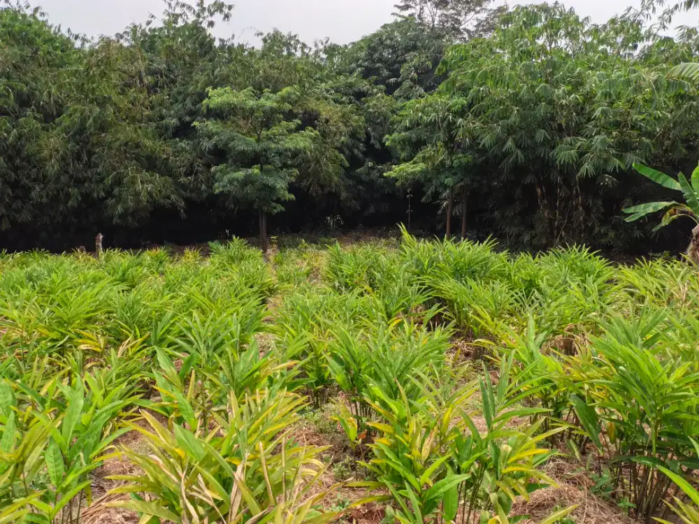 Di jual lahan strategis pinggir jalan