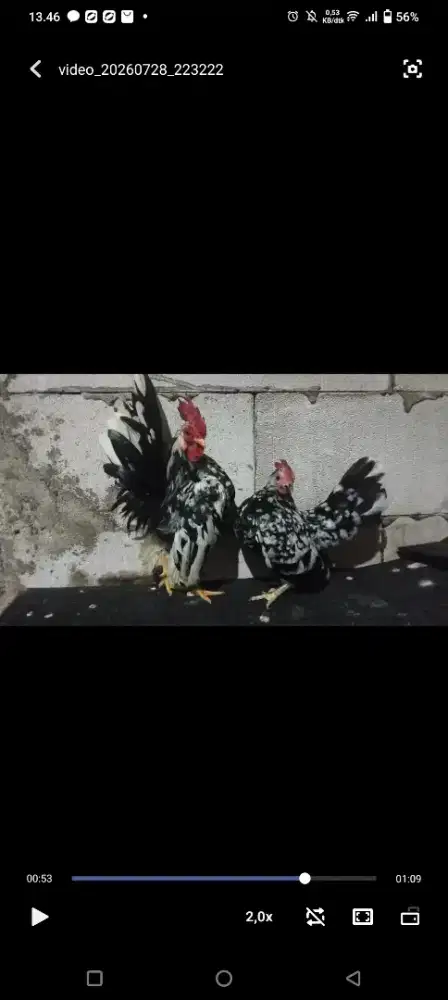Sepasang ayam serama rinting murai sedang bertelur tinggal trusin cuan