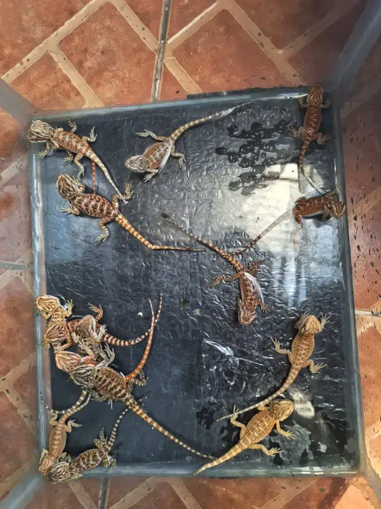 Baby Bearded Dragon - Anakan Naga Jenggot