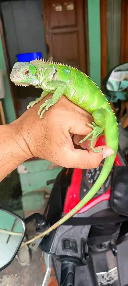Iguana tobago hybrid green