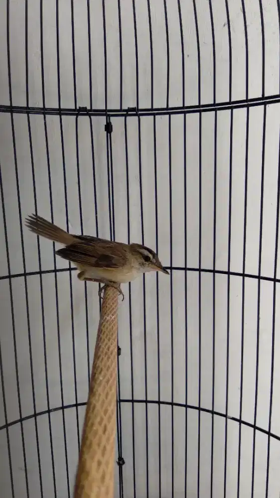 Burung Kerbas Alis Hitam / Sincan