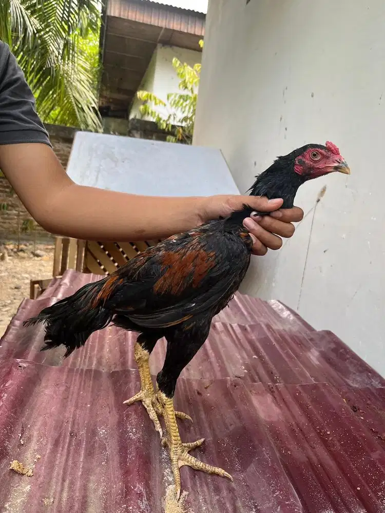 Ayam mangon 4 bulanan bagus