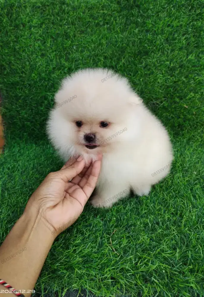 Super mini pom Jantan Pomeranian. Super mini