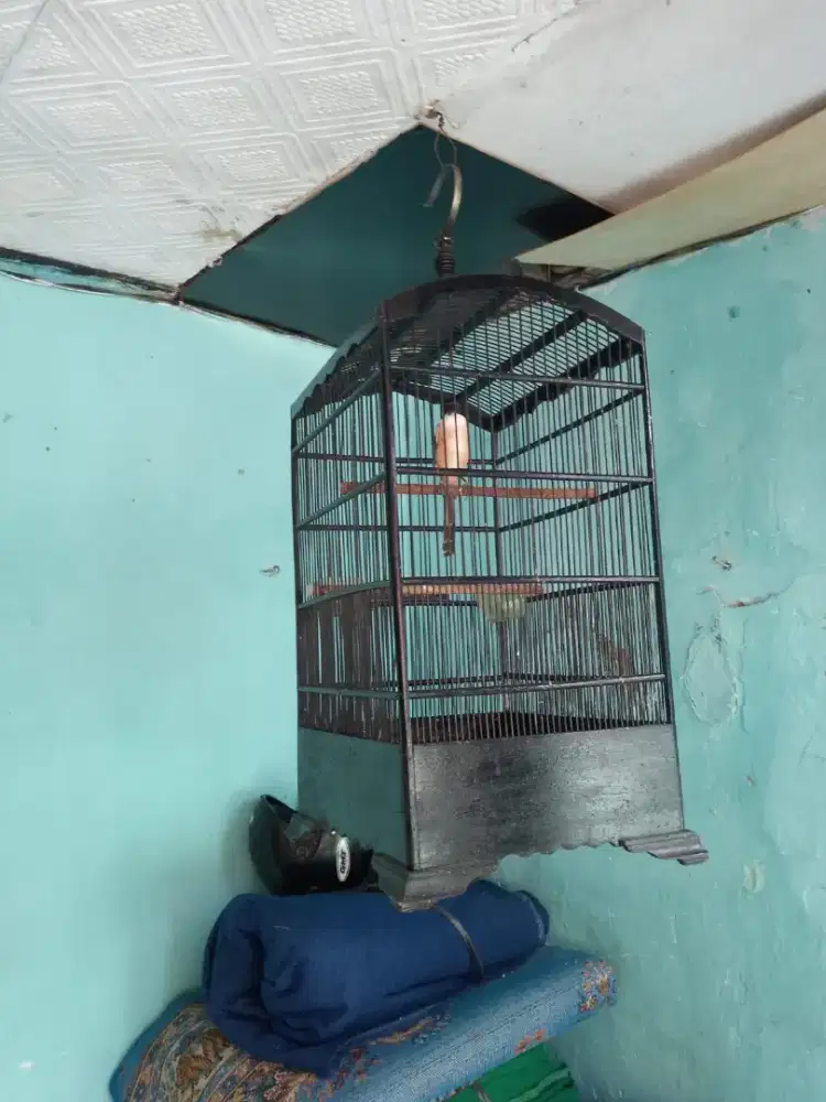 Dijual burung pentet fullset rajin bunyi