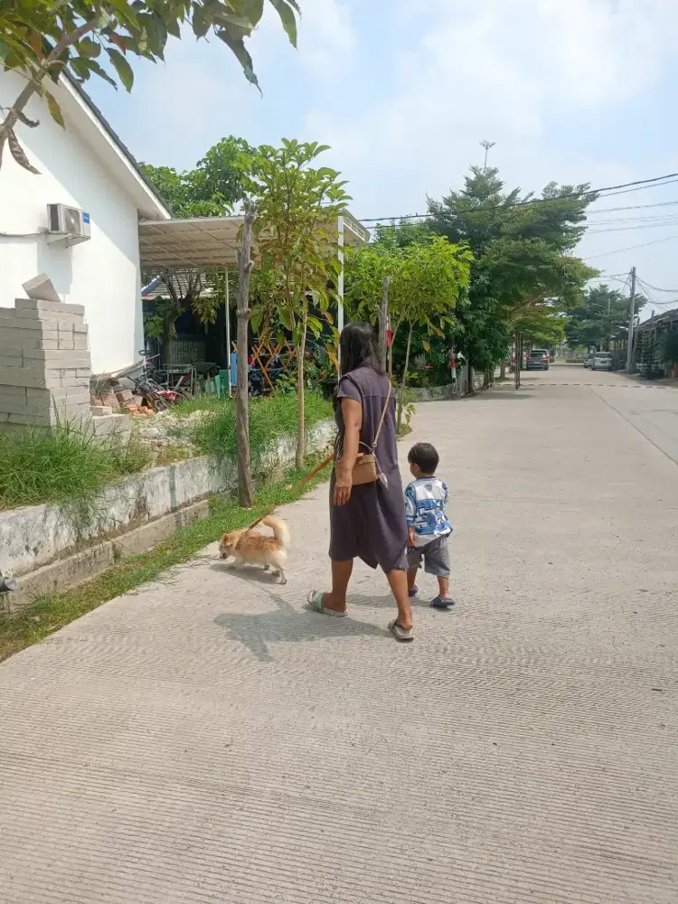 JASA PENITIPAN ANJING&KUCING