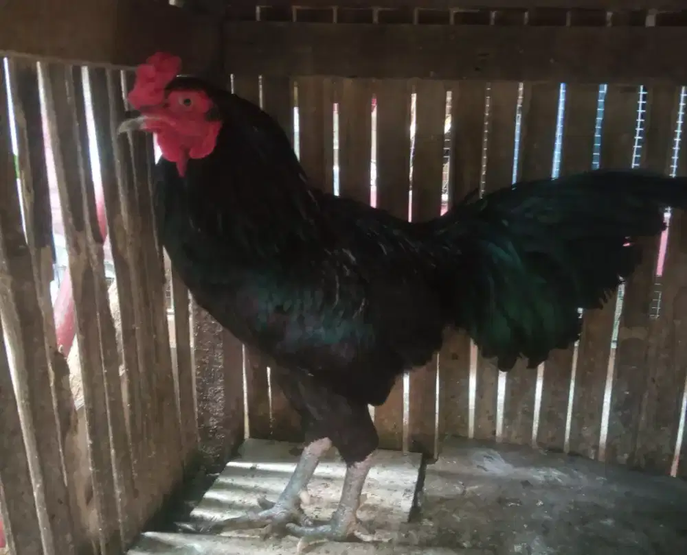Ayam Kampung Potong