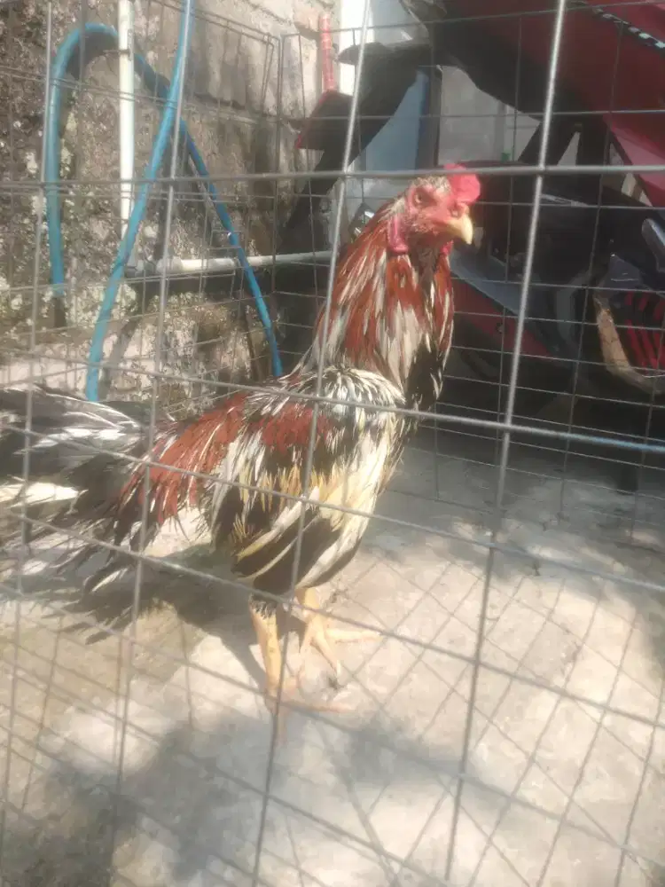 Ayam Bangkok classic × Birma