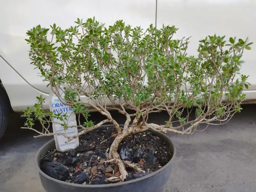 Bonsai Santigi Medium Rimbun