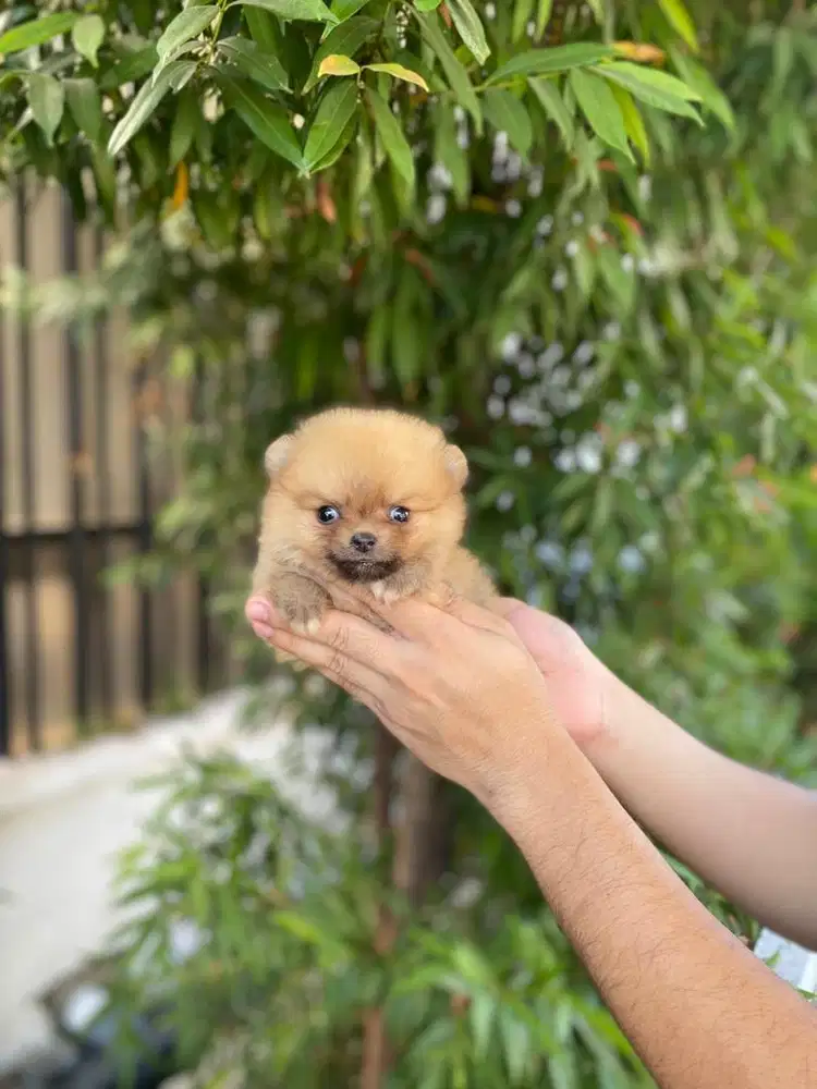 Teacup pom betina bearface