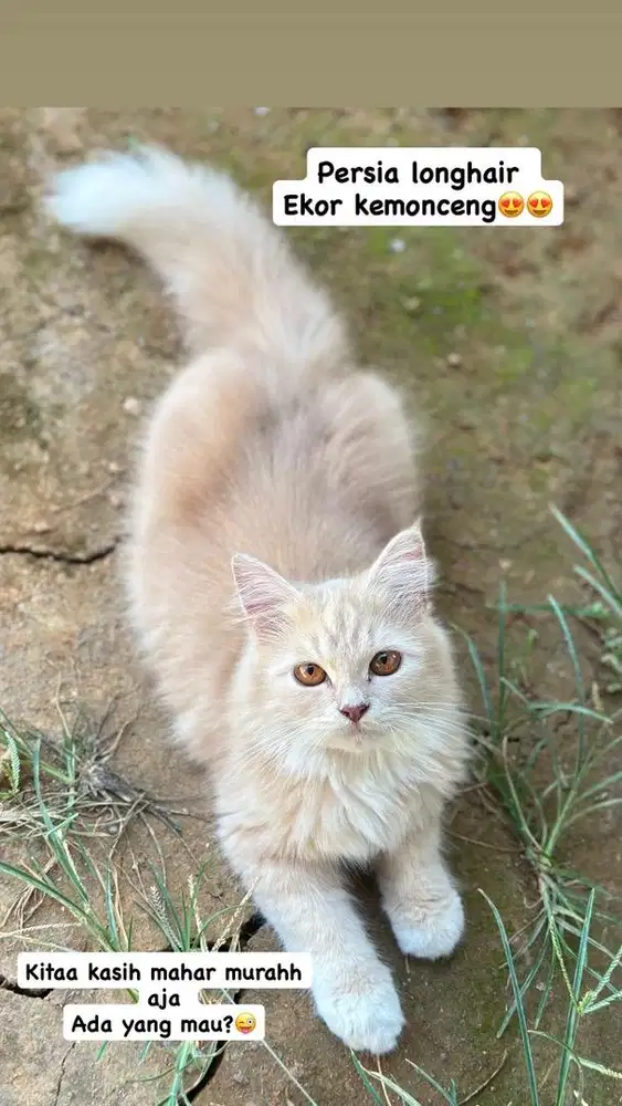 Persia longhair bigbon joss