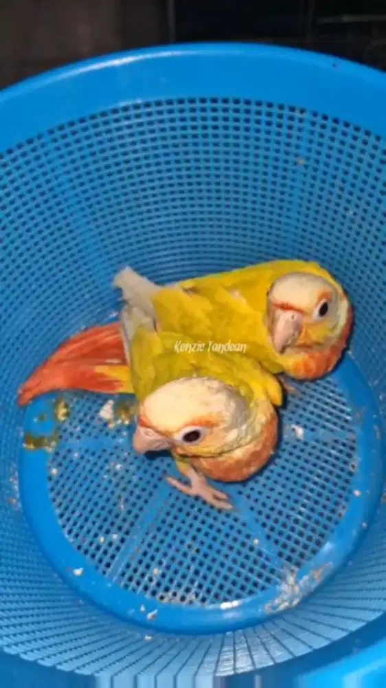 Sun cheek conure dna sepasang