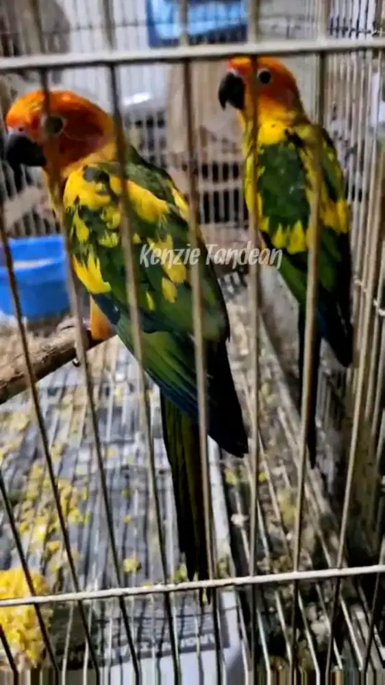 Sun conure hy remaja dna sepasang