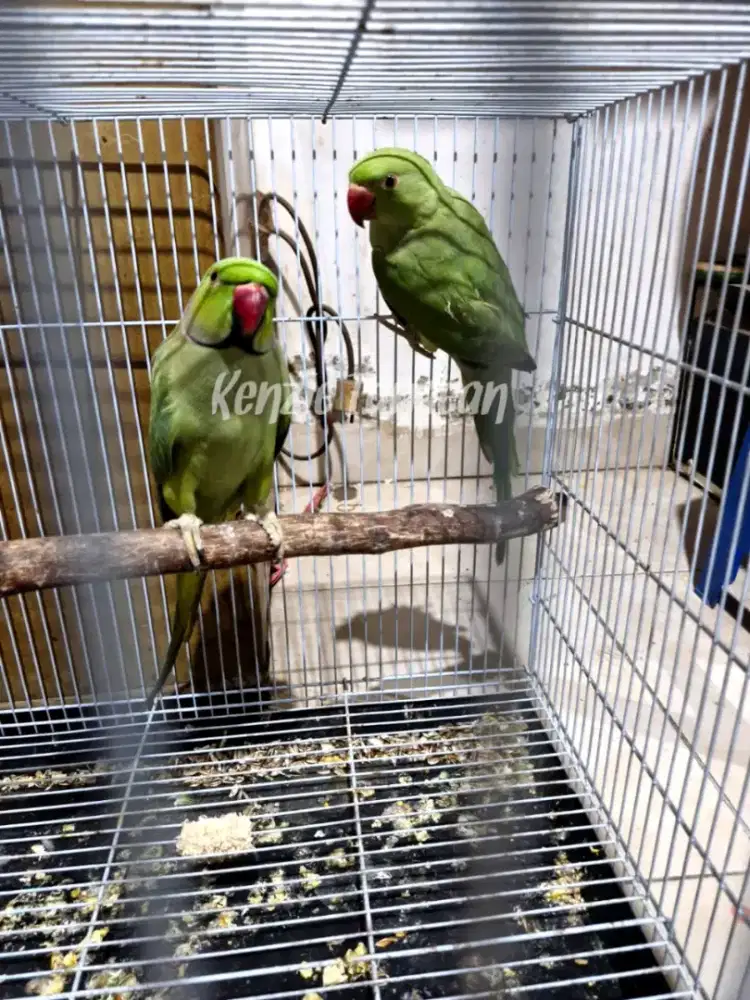 Indian ringneck hijau prediksi sepasang
