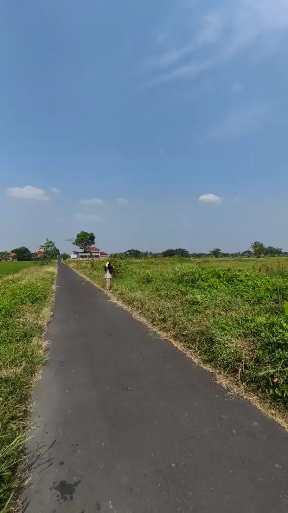 Sawah pinggir jalan aspal