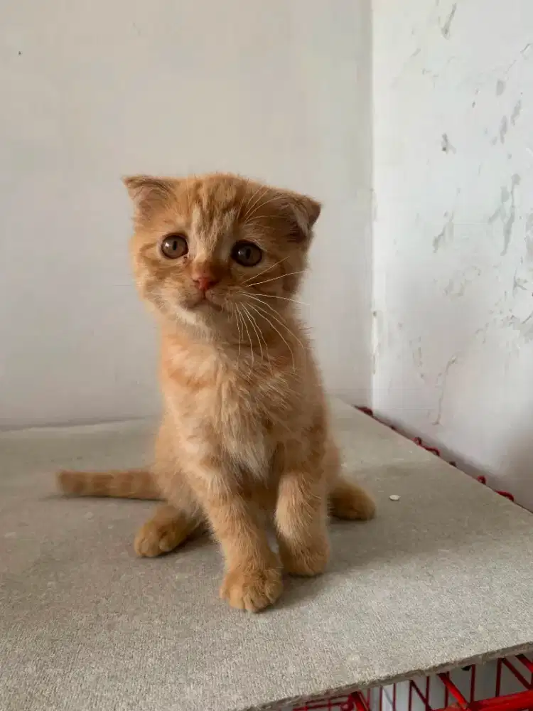 Kucing scottish fold