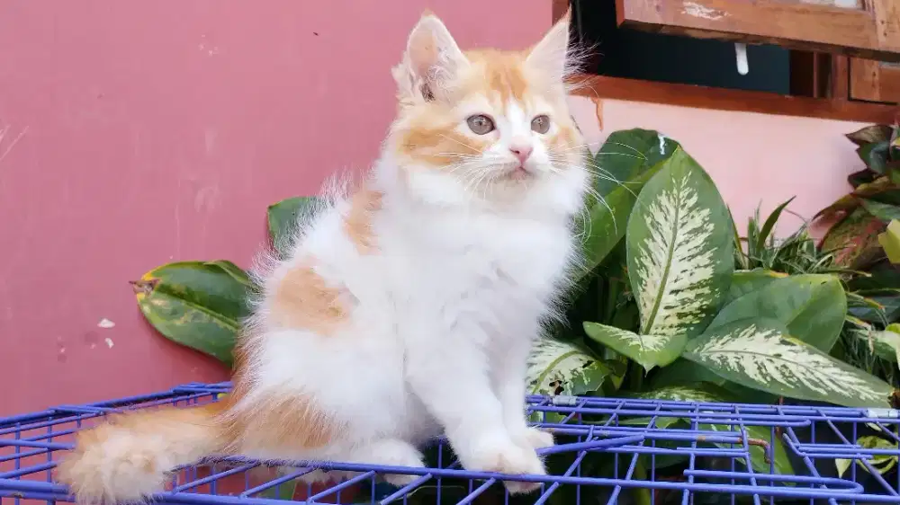 Kucing persia kitten