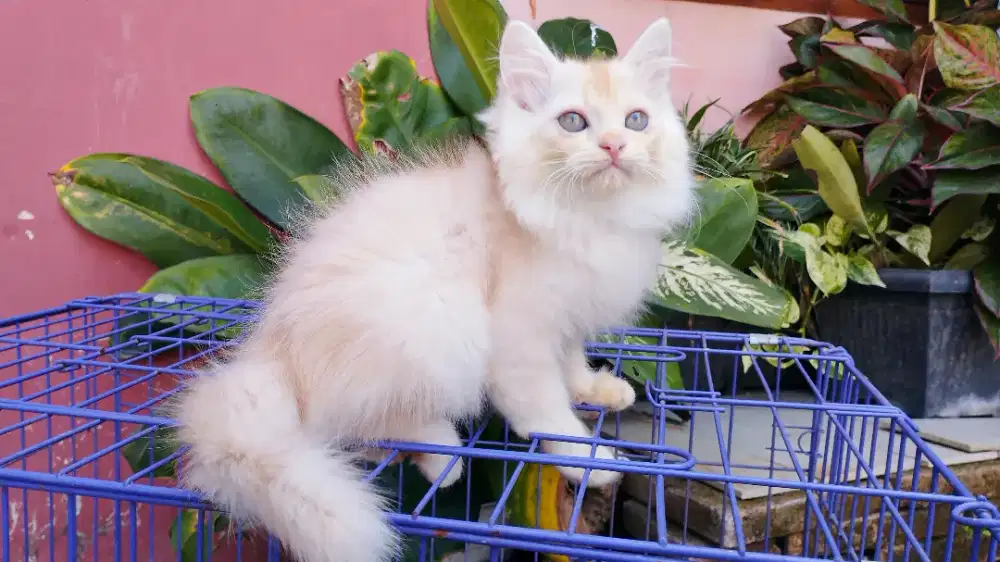 Kucing persia kitten
