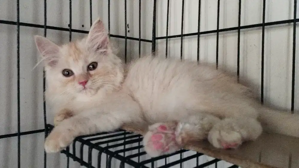 Kucing persia kitten