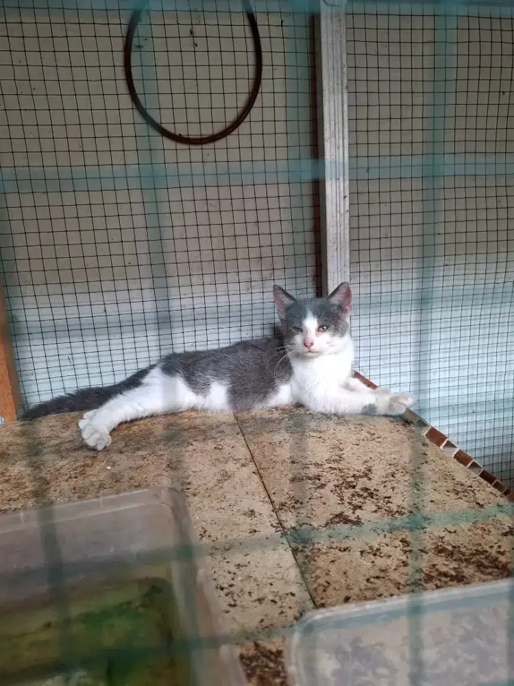 Lepas adopsi kitten jantan